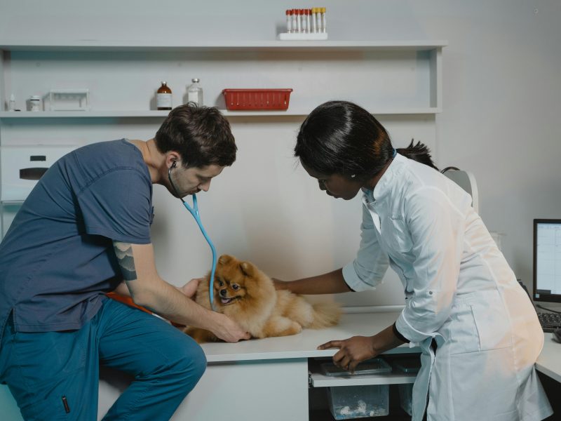 Veterinarian-complaint